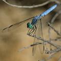 Blue Dragonfly