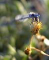 Blue Dragon