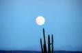 Blue Saguaro Moon