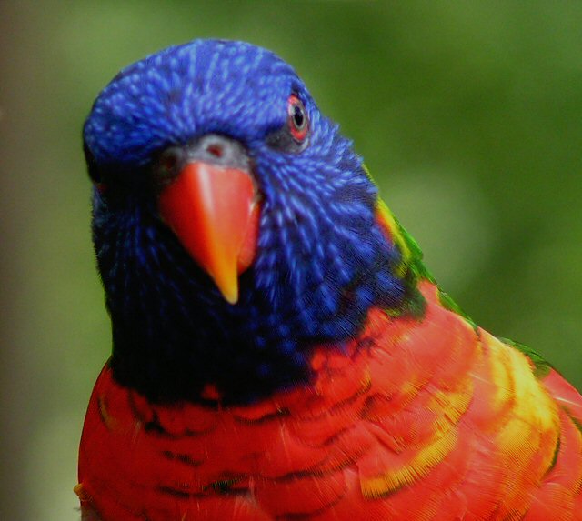 Australian Rainbow Lorikeet