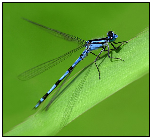 Damselfly