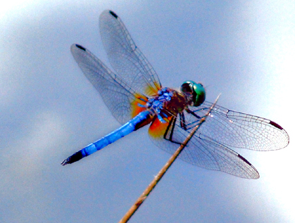 Blue Moon Dragonfly