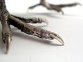 Pigeon feet cast in silver