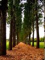 Into The Woods