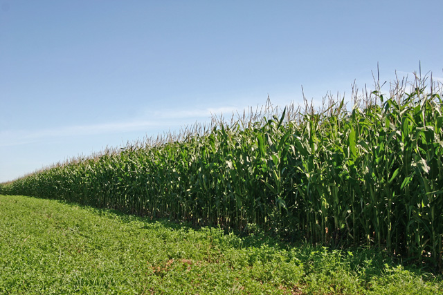 Cornfields in Ohio