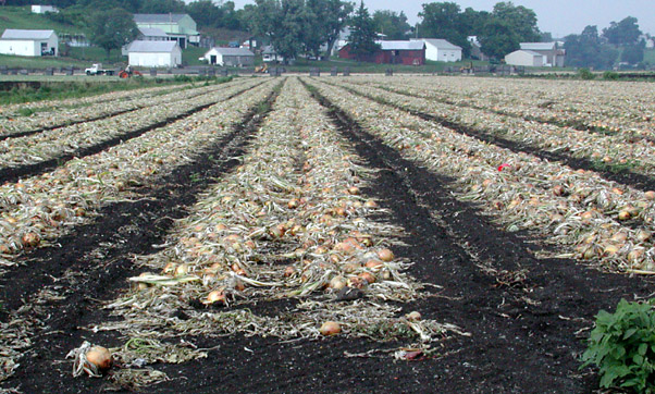 Onions Ready for Harvest