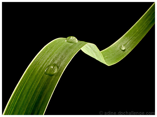 Green Coaster