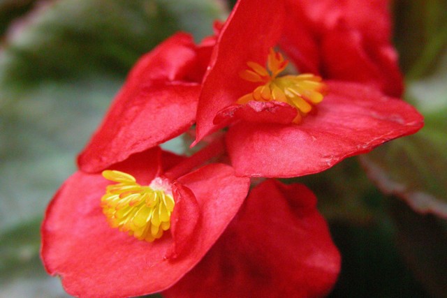 Neon Begonia Bloom