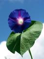 flower in the clouds