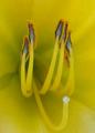 DAY LILLY