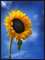 Helianthus,