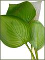 Four Hosta Leaves