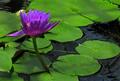 Water Lily (Genus: Nymphaea)