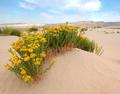 Flowers And The Killpecker Sand Dunes