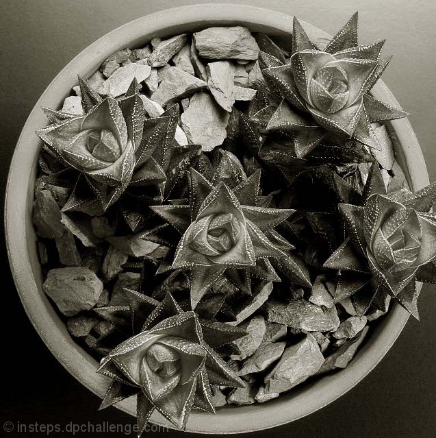 Haworthia Viscosa