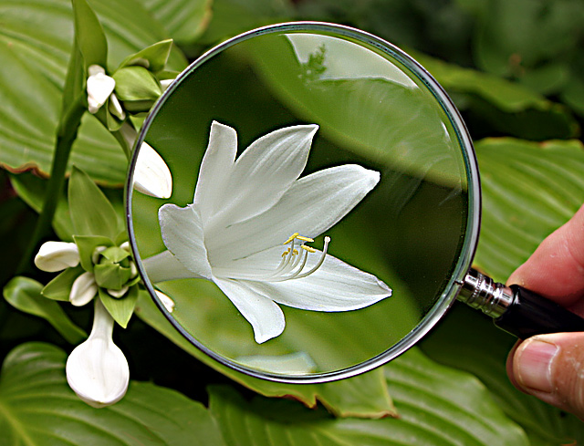 Hosta plantagenia