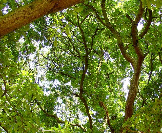 Oak Canopy