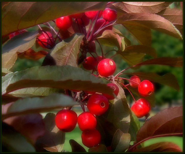 'Cerasus' [a cherry tree or cherry]