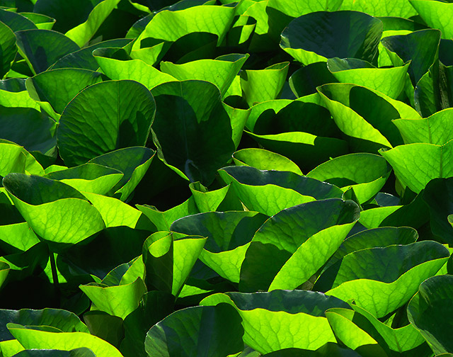 Study of Water Lily leaves