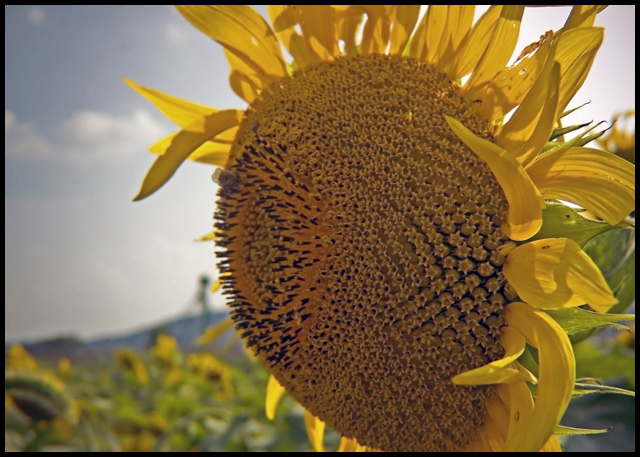 Sunflower