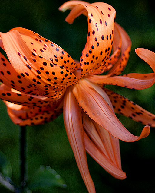 Spotted Tiger Lilly