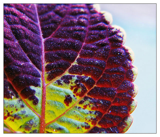 Coleus (Naturalus Tiedyenicus)