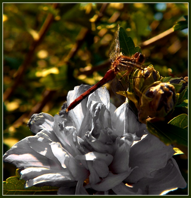 Flowering Tree