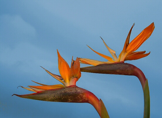 Migration Toward Botanical Paradise