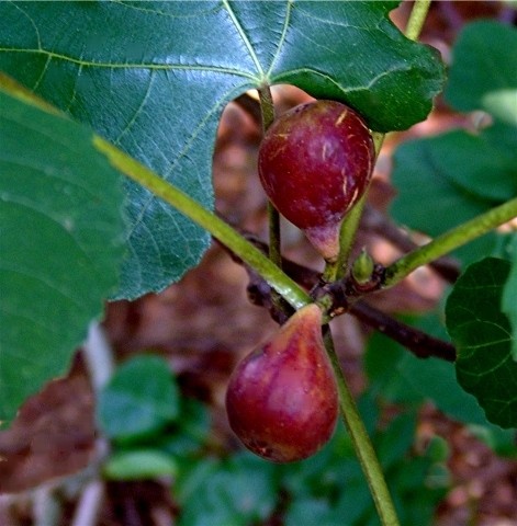 Fig fruit of the earth