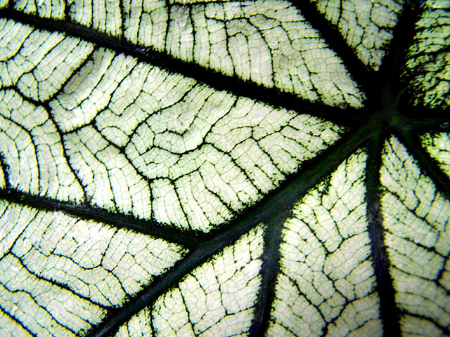 Caladium Macro