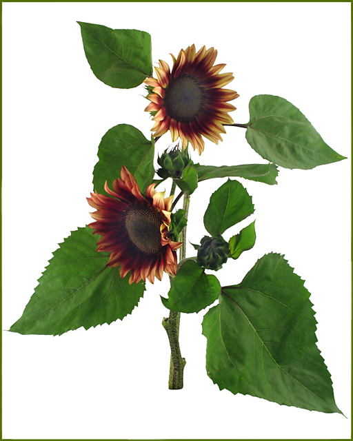 Helianthus annuus Pastiche