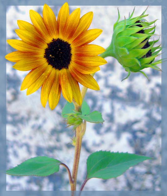 sunflower