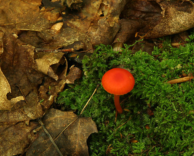 Mushroom Among Moss and Leaves