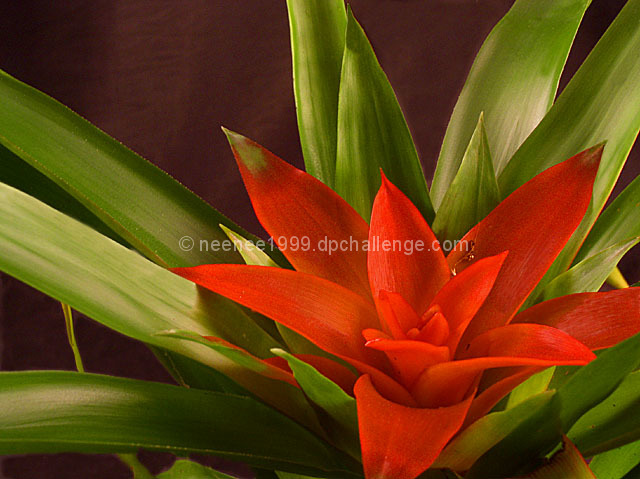 Bromeliad