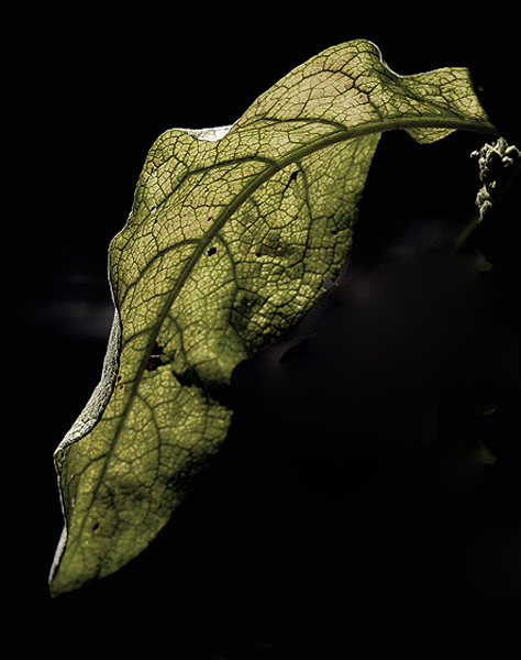 Leaf