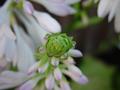 hoping to bloom