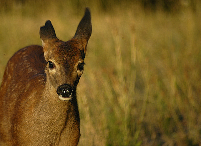 Fawn in Early Morning: New Life and New Hope