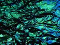 Electric Algae