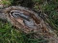 Knot Texture