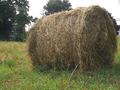 Hay! what are you doing in that field?