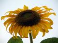 Sunflower-lookin up