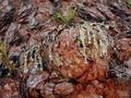 Diverse Textures on Redwood Bark