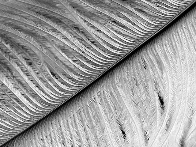Feathered