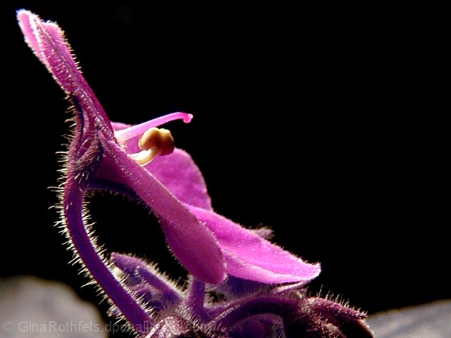 Hairy Violet