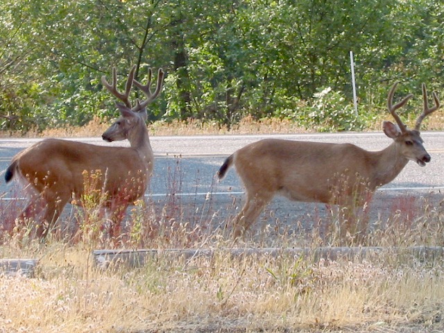 Velvet Antlers