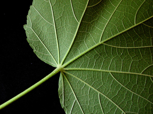 Leaf