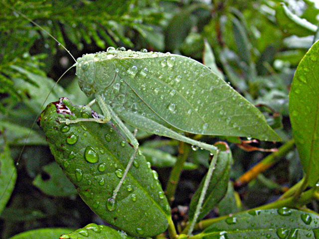 Katydid