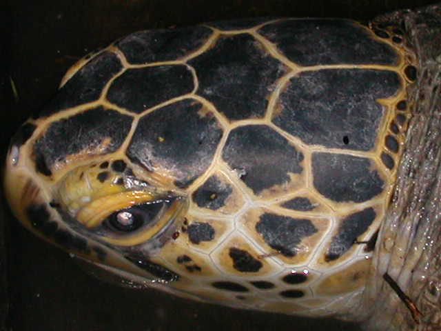 Turtle's head