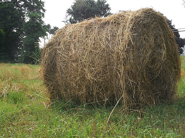 Hay! what are you doing in that field?