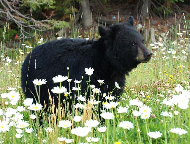 Goldilocks & The Three Bears? No Just Poor Little Abandoned Baby Bear